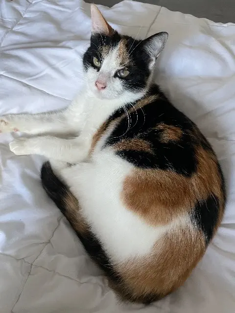 chatte lost    Le Mans Moon